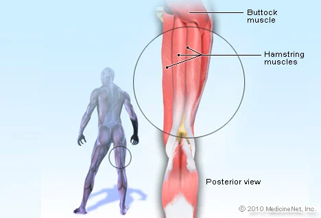 Hamstring diagram