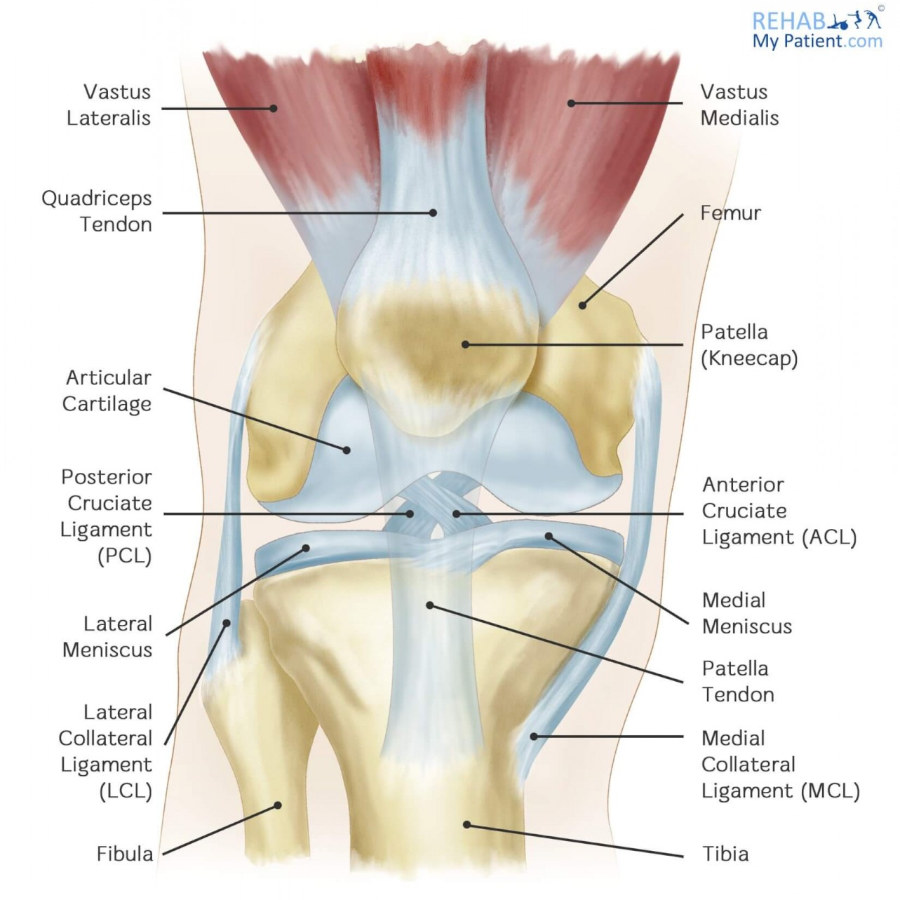 Anatomy of a knee