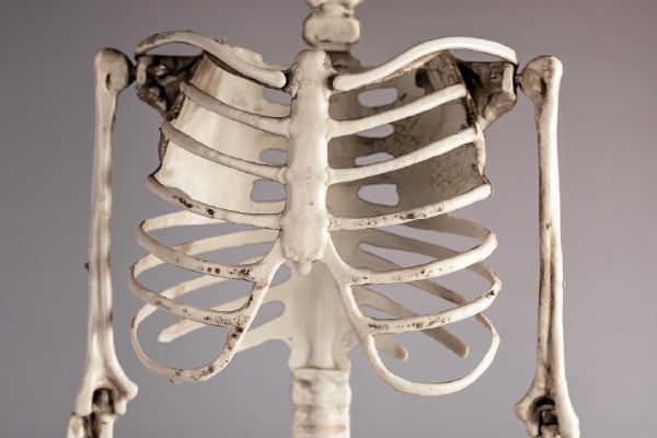 Photograph of a skeleton's ribs