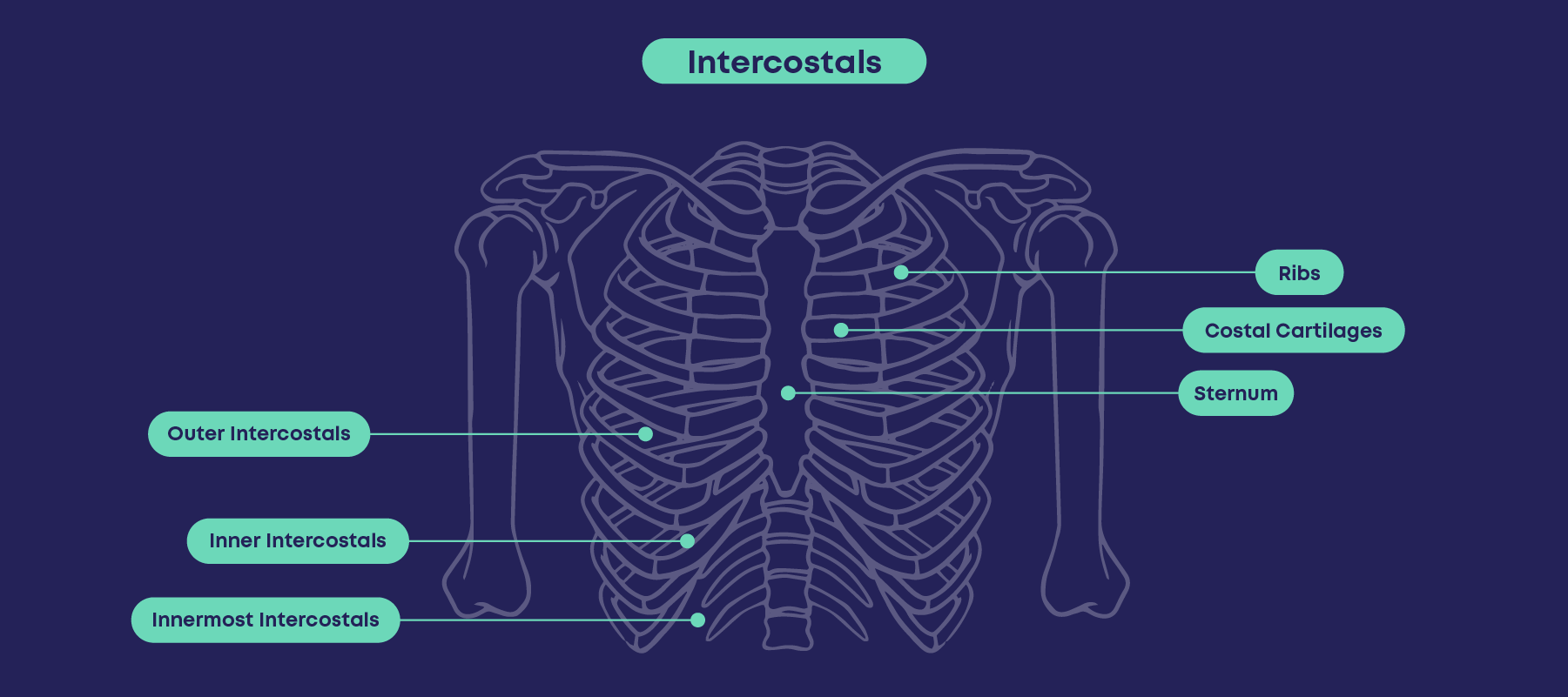 A graphic of a diagram of intercostal rib